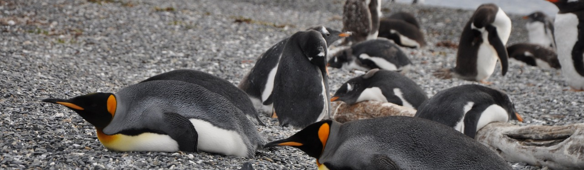 pinguinos destinos encantados