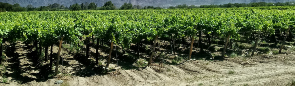 Salta, Buenos Aires e Mendoza – 7 dias / 6 noites